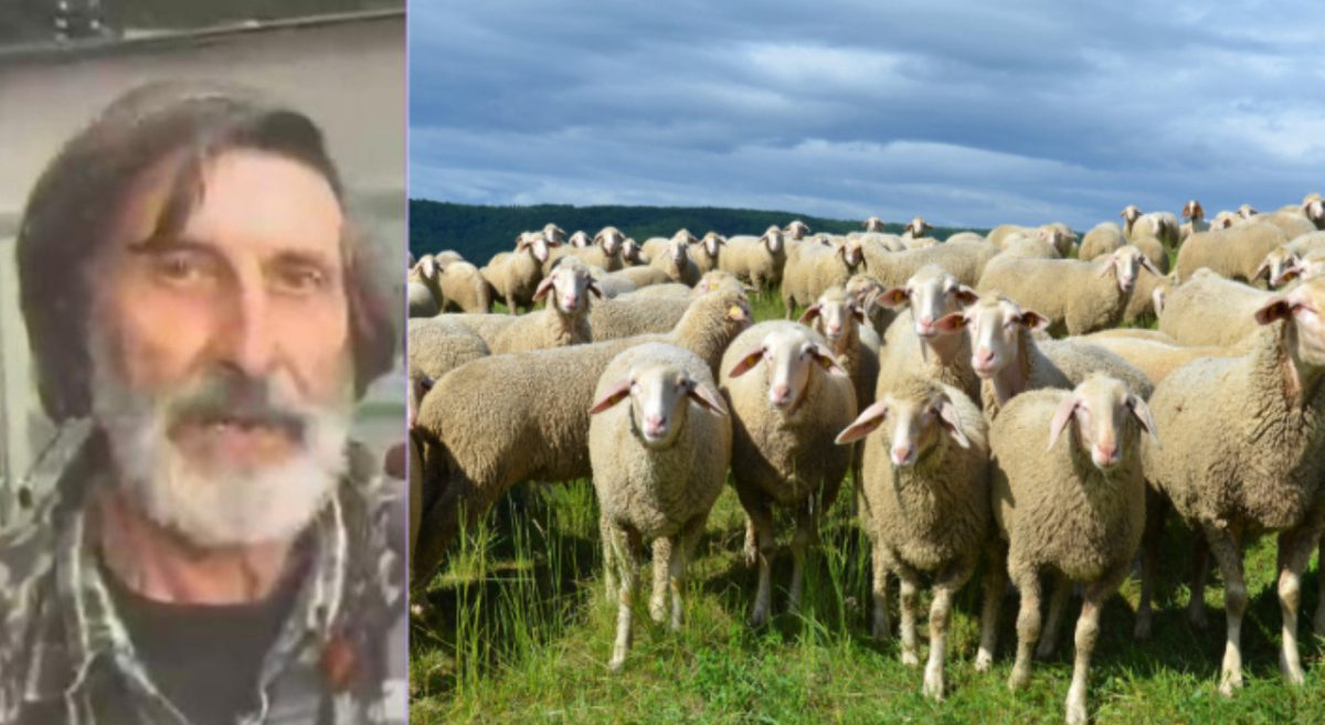 Pastore con 400 pecore lascia Val di Zoldo, La Valle Agordina pronta a chiamare il prefetto