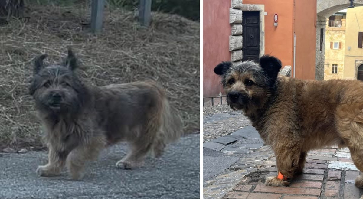Il cane con l