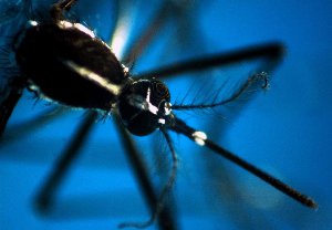 west nile west nile