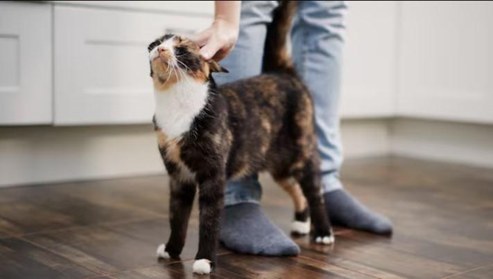 perché gatto perché gatto