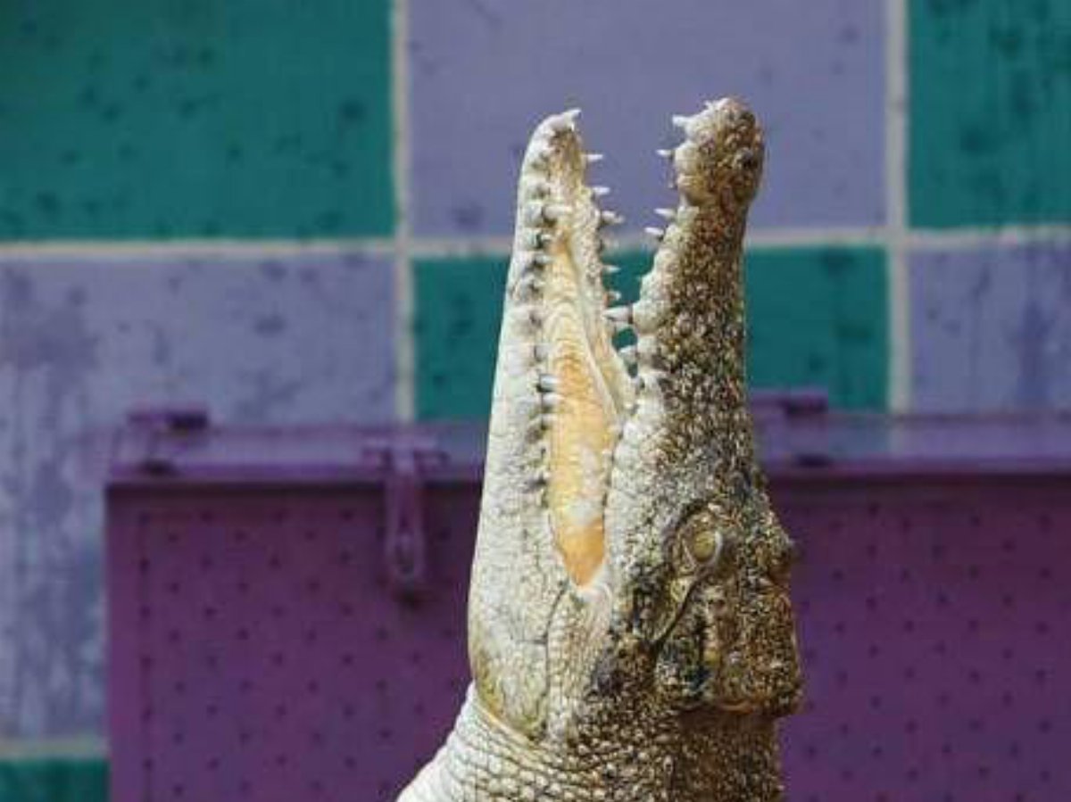 Palermo, testa di coccodrillo nascosta in valigia: sequestri e denuncia per traffico di specie protette