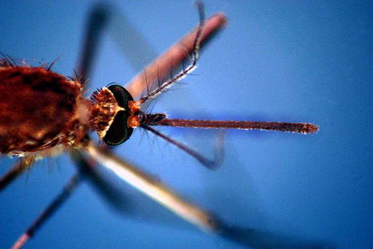 dengue batterio dengue batterio