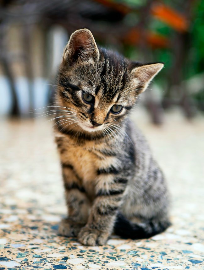 Assicurazione gatto: 5 motivi per stipulare la polizza online
