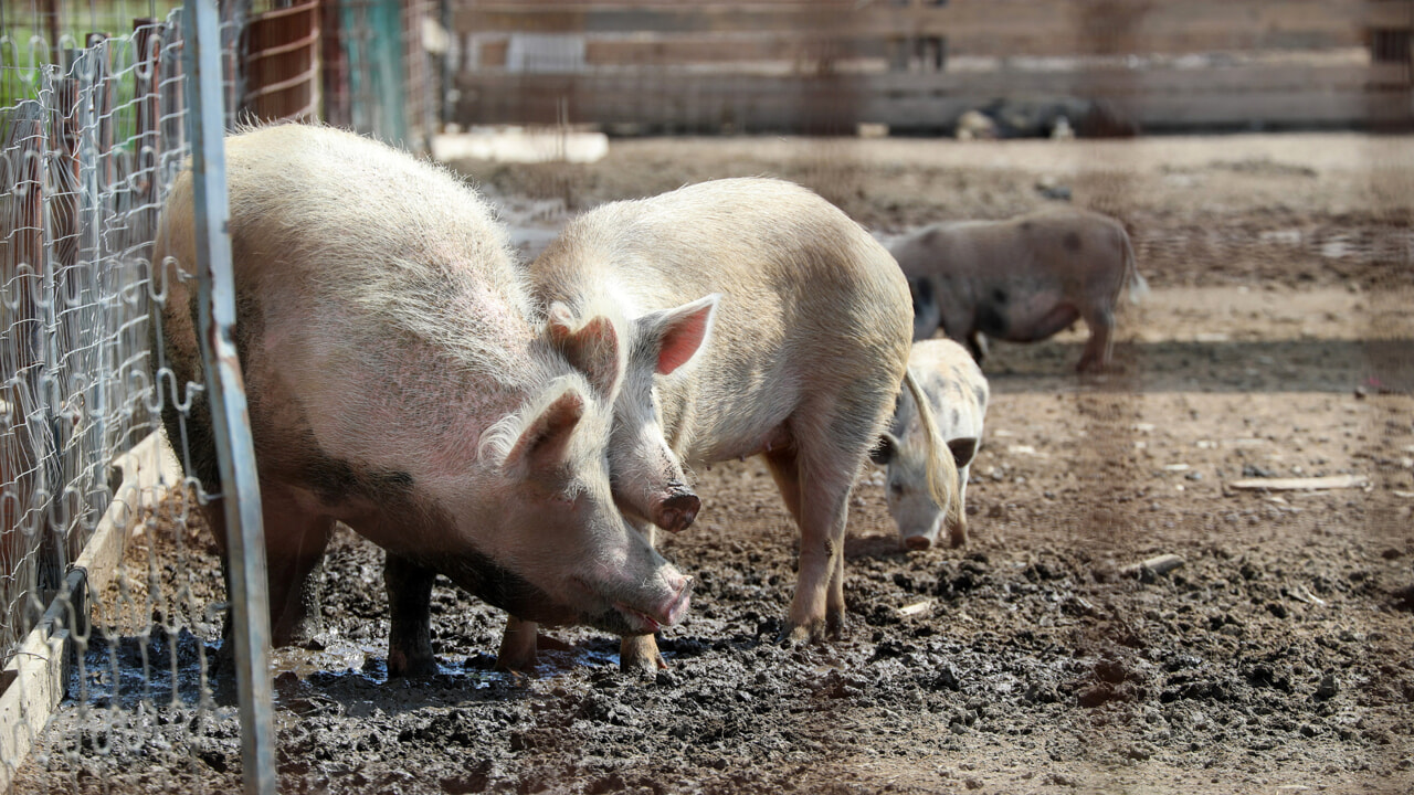 Peste Suina Africana in Lombardia: Quasi 34.000 Maiali Abbattuti, Animalisti Protestano