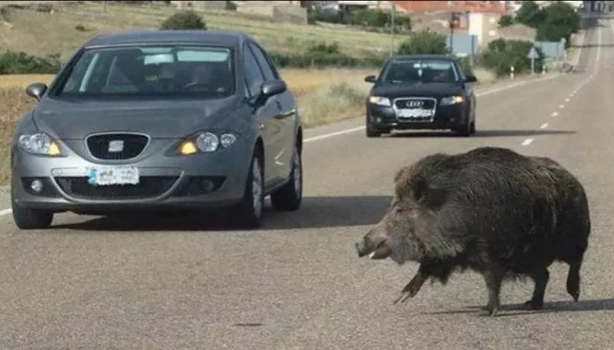 Auto contro un cinghiale : Marisa Verdirose muore sotto gli occhi del figlio