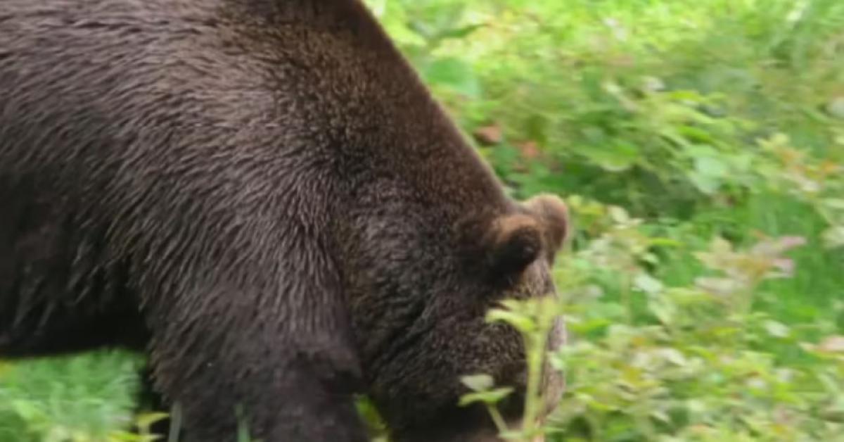 trento orsa trento orsa