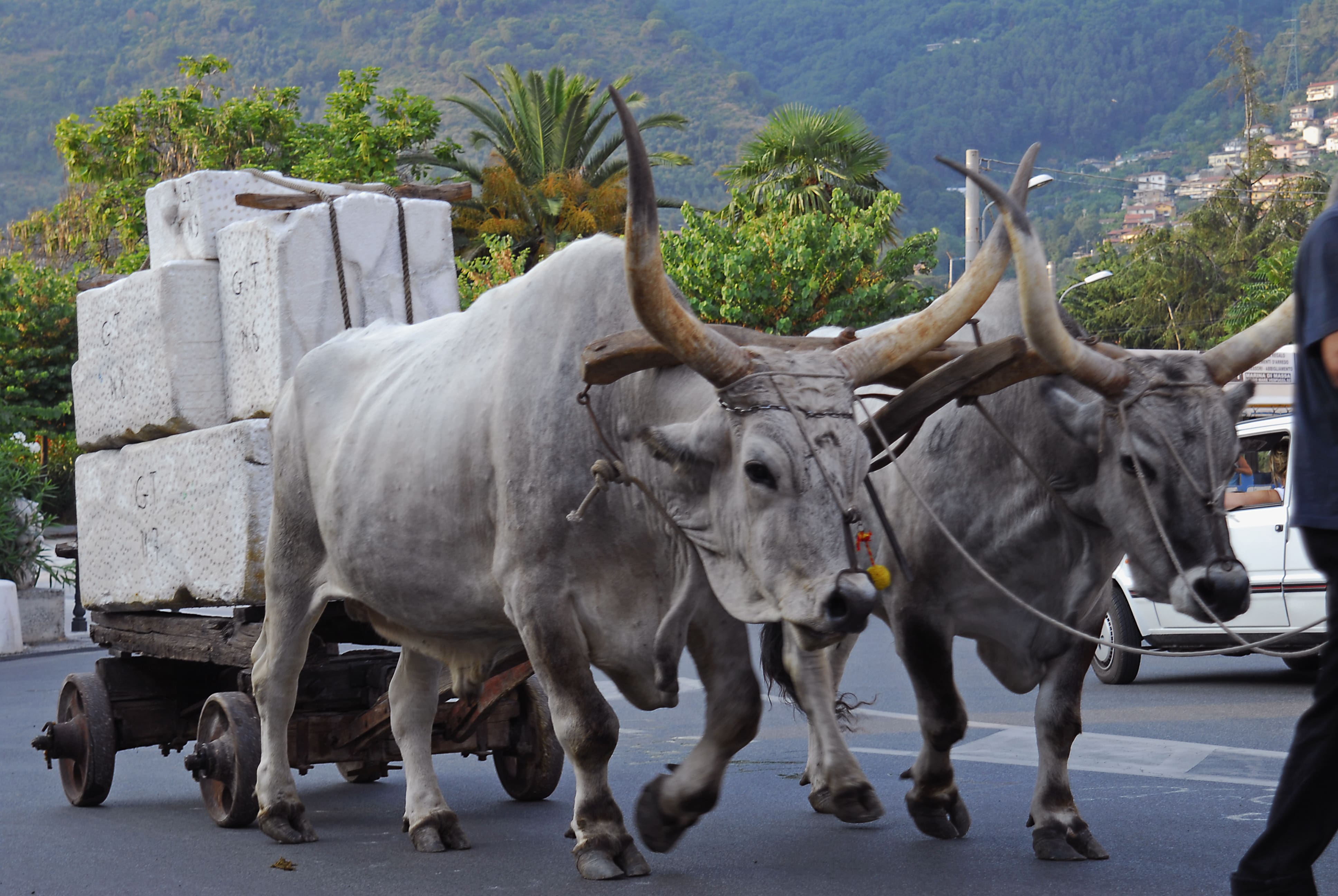 ritorna resceto ritorna resceto