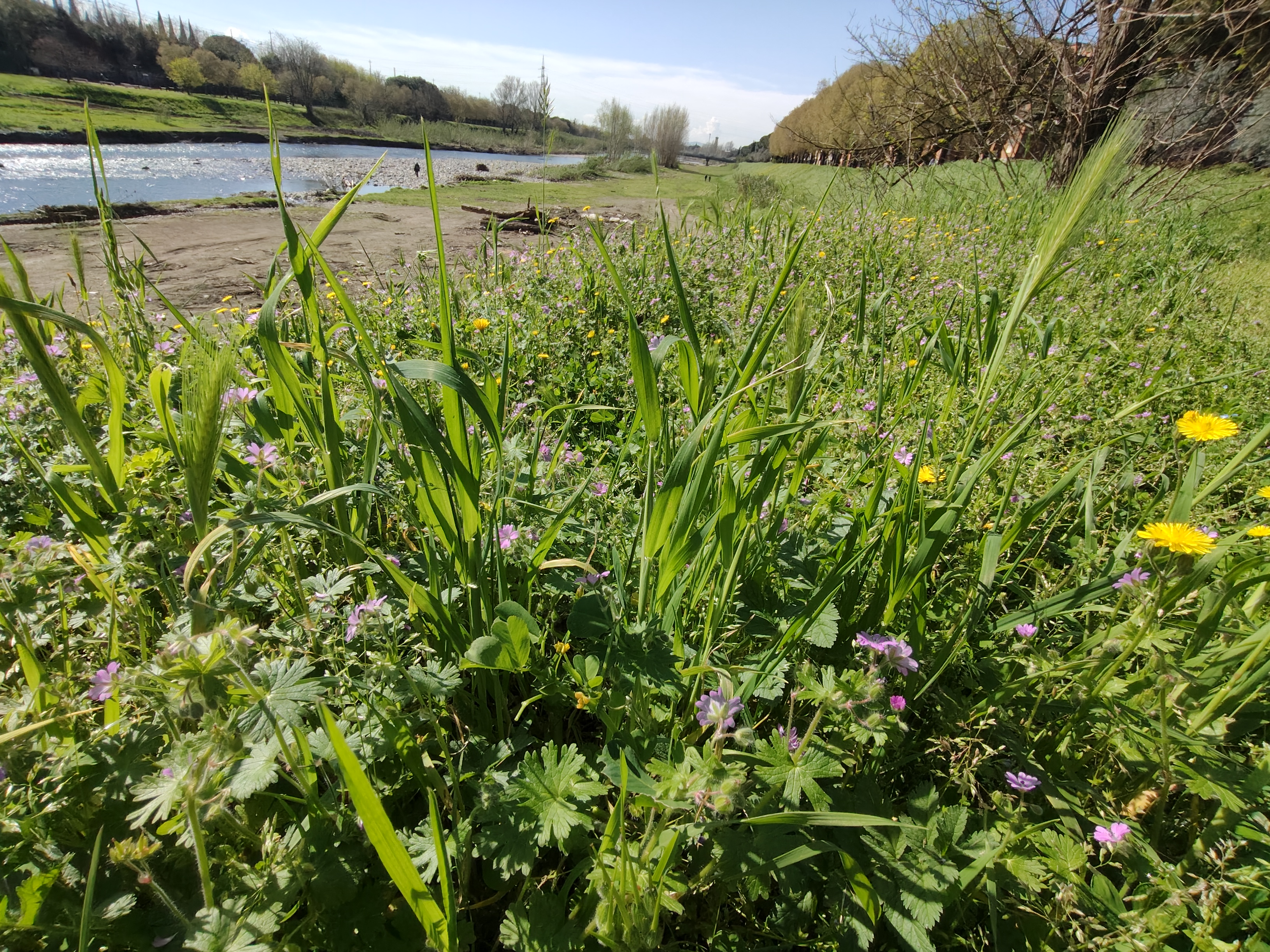 realme recensione Realme 12 Pro - Recensione tecnica comparto fotografico