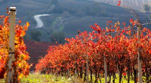 fantini wines