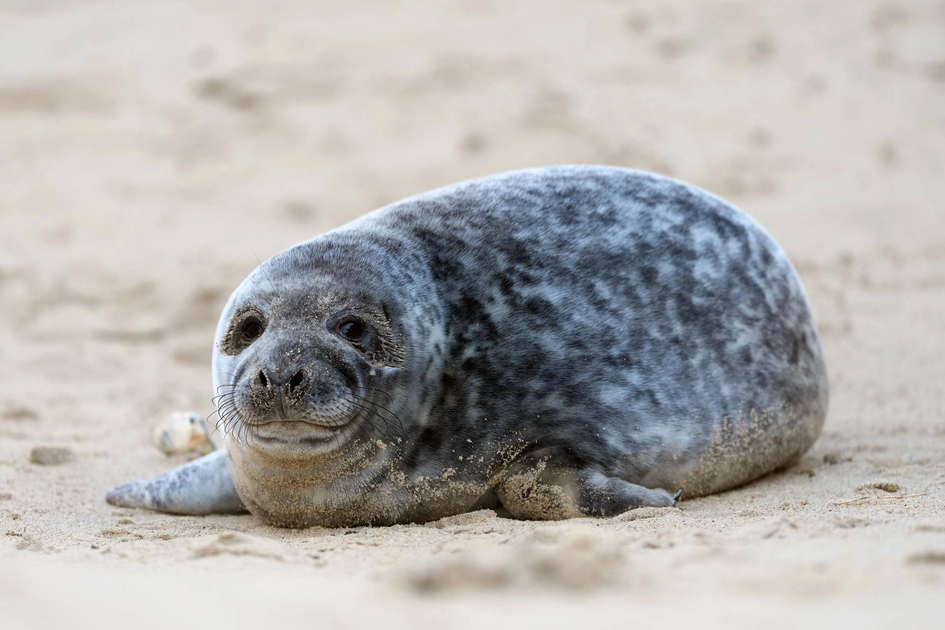 donald trump donald trump