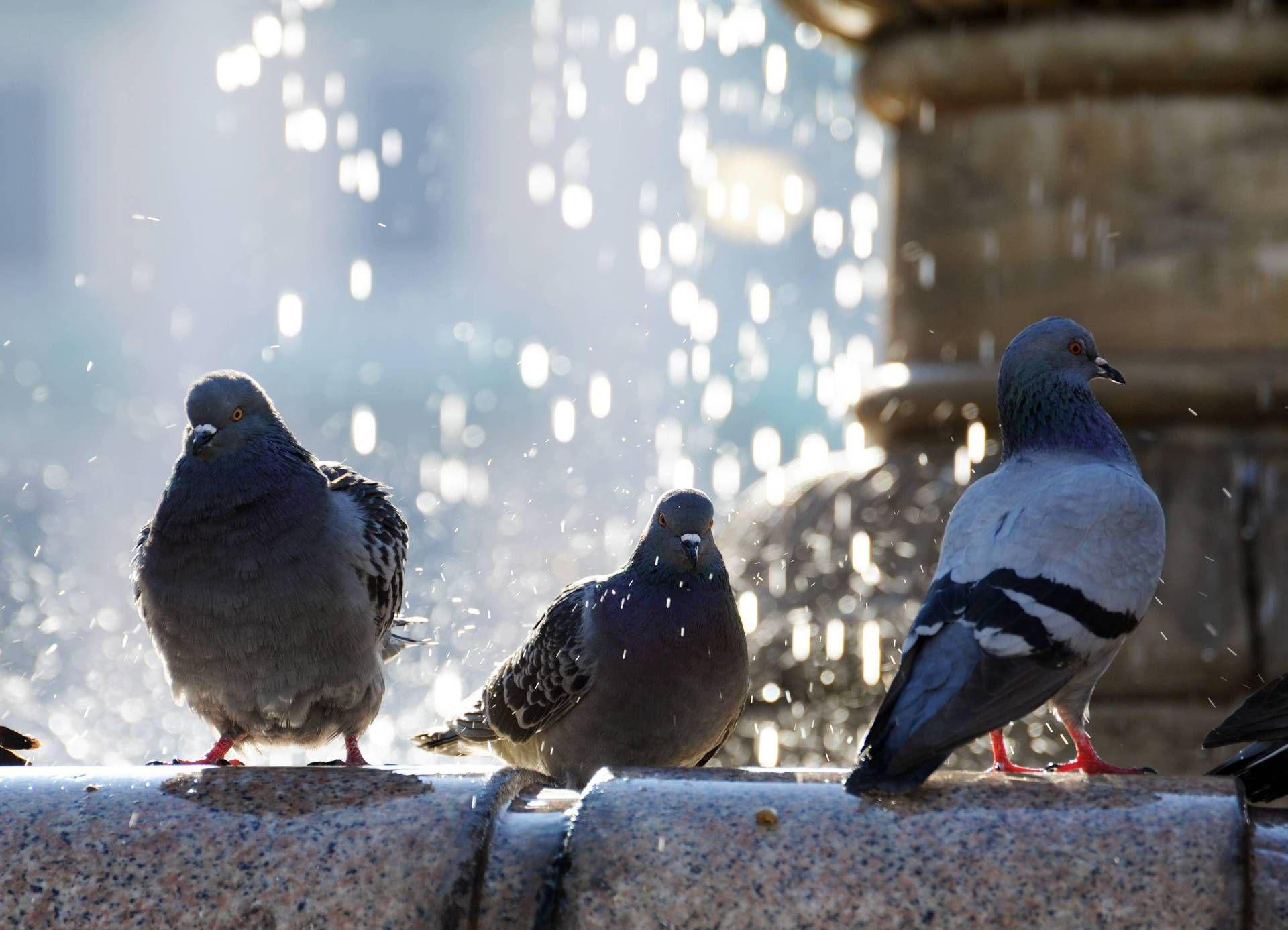 Napoli: 43enne denunciato per decapitazione di quattro piccioni nel parco cittadino