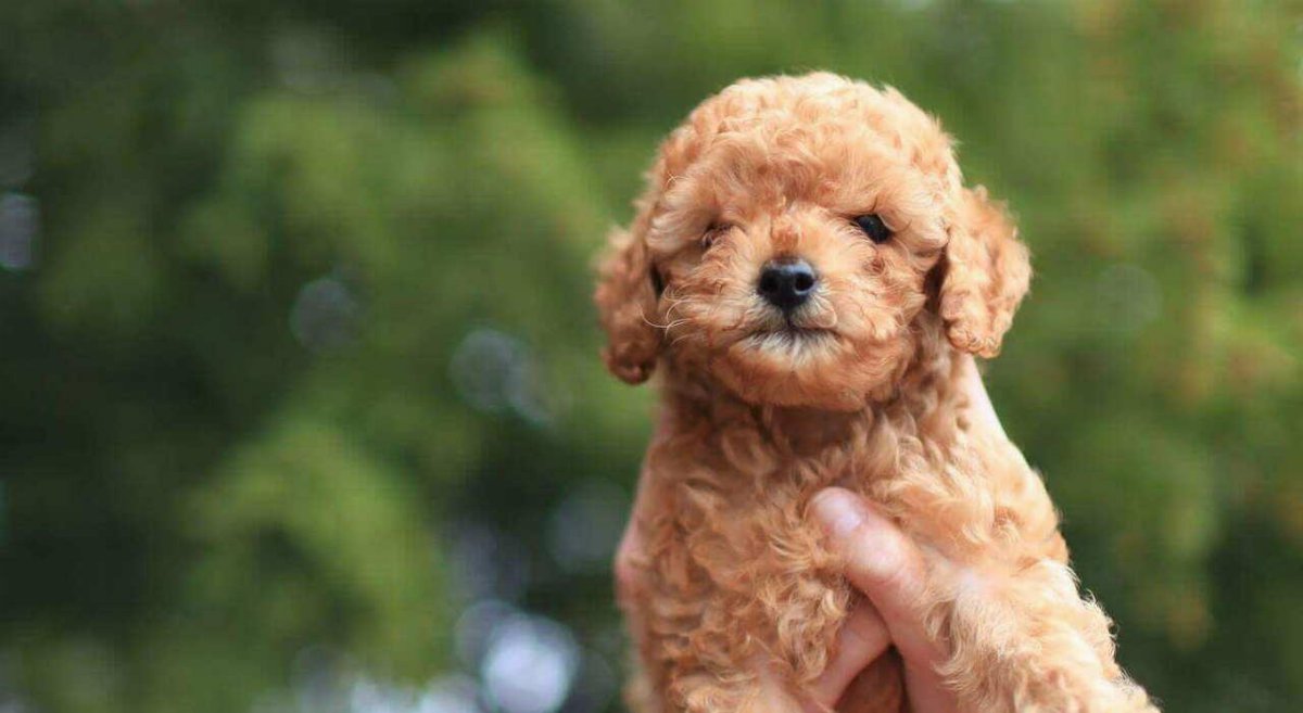 Cuccioli strappati alle madri e stipati in auto: fermato traffico illecito sull