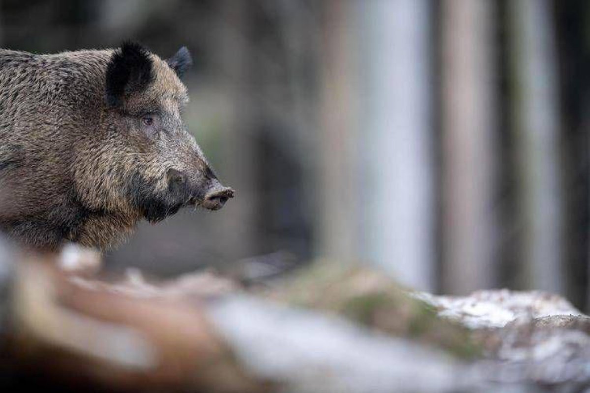 Cinghiale attacca durante una battuta di caccia, muore un pensionato nel Frusinate Cinghiale attacca durante una battuta di caccia, muore un pensionato nel Frusinate