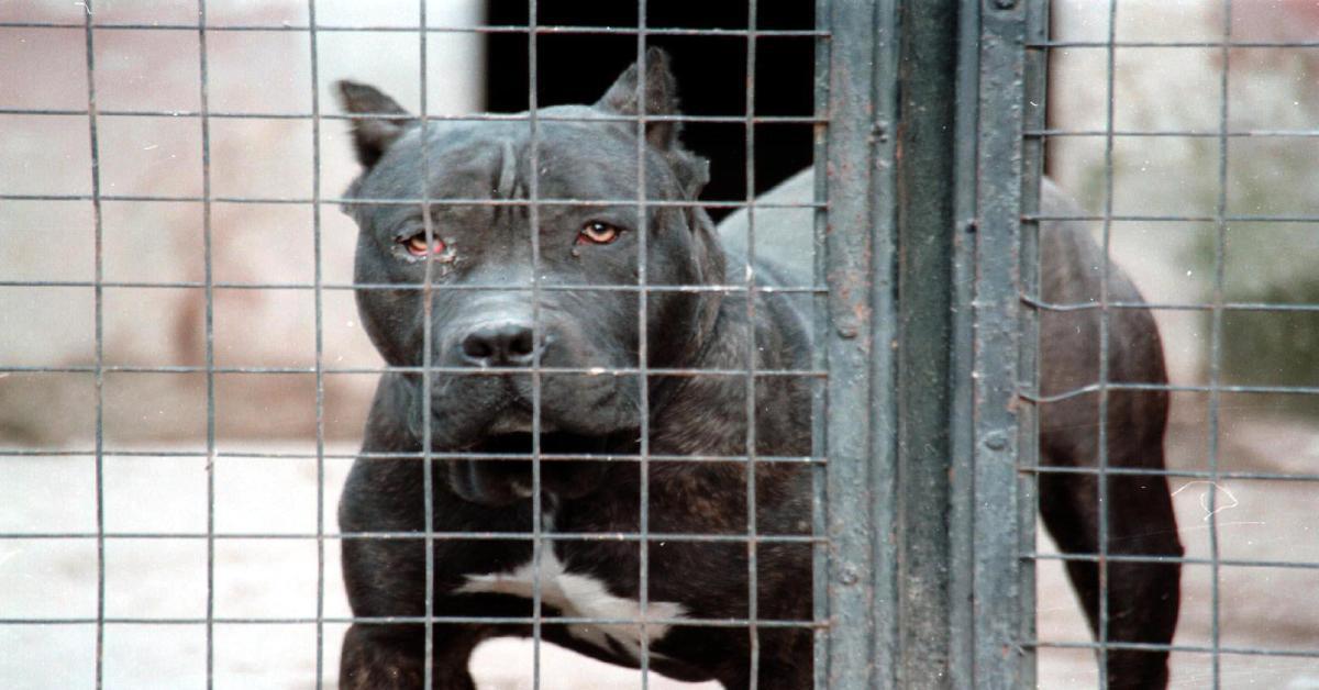 Bimbo ucciso dai pitbull - veterinario: Non ci sono cani killer ma cattiva gestione sì
