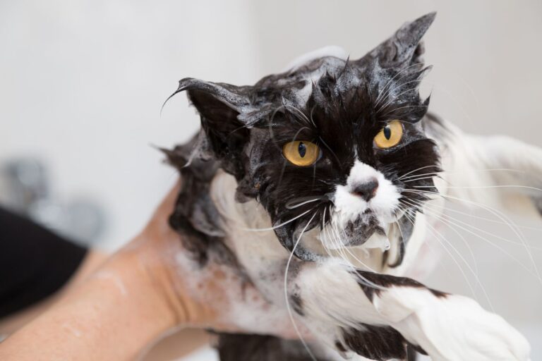 Come lavare il gatto? Ecco il modo giusto