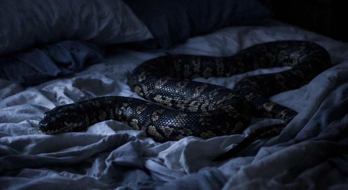 Si sveglia con un pitone nel letto: l