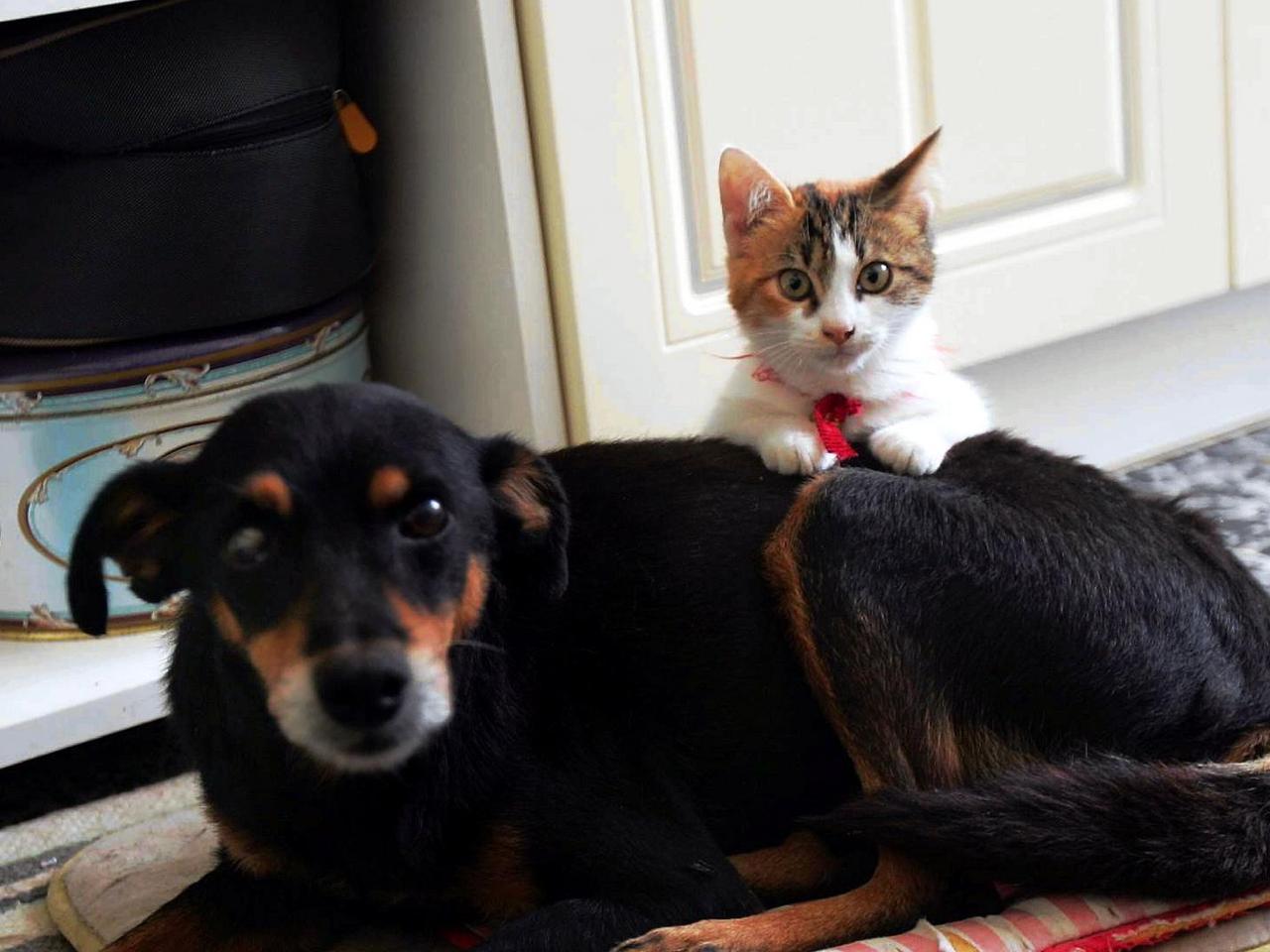 gatti cani gatti cani