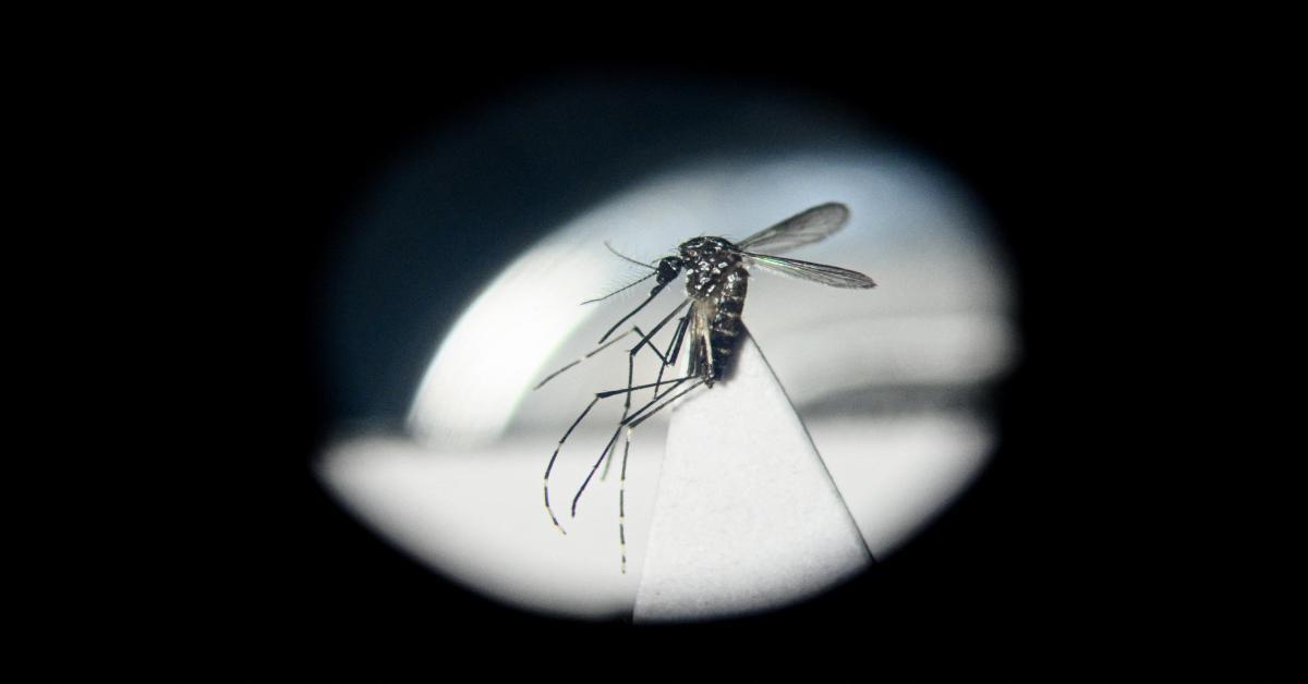 Aumentano i casi di Dengue in Italia, gli esperti: Agire ora