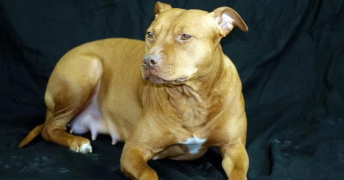 Cutrofiano: Bambina di 5 anni morsa alla testa da un pitbull mentre dorme