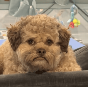 cane faccia cane faccia