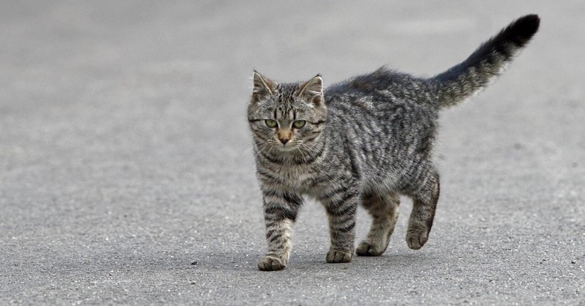 Donna muore a Rimini per infezione dopo graffio di gatto