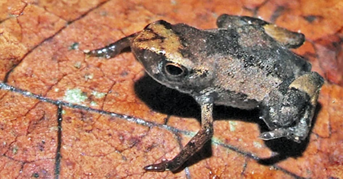 scoperta rana scoperta rana