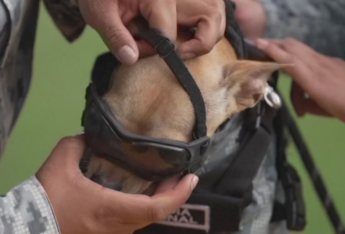 Comando, il chihuahua alto 21 centimetri che si allena con la Guardia Nazionale messicana
