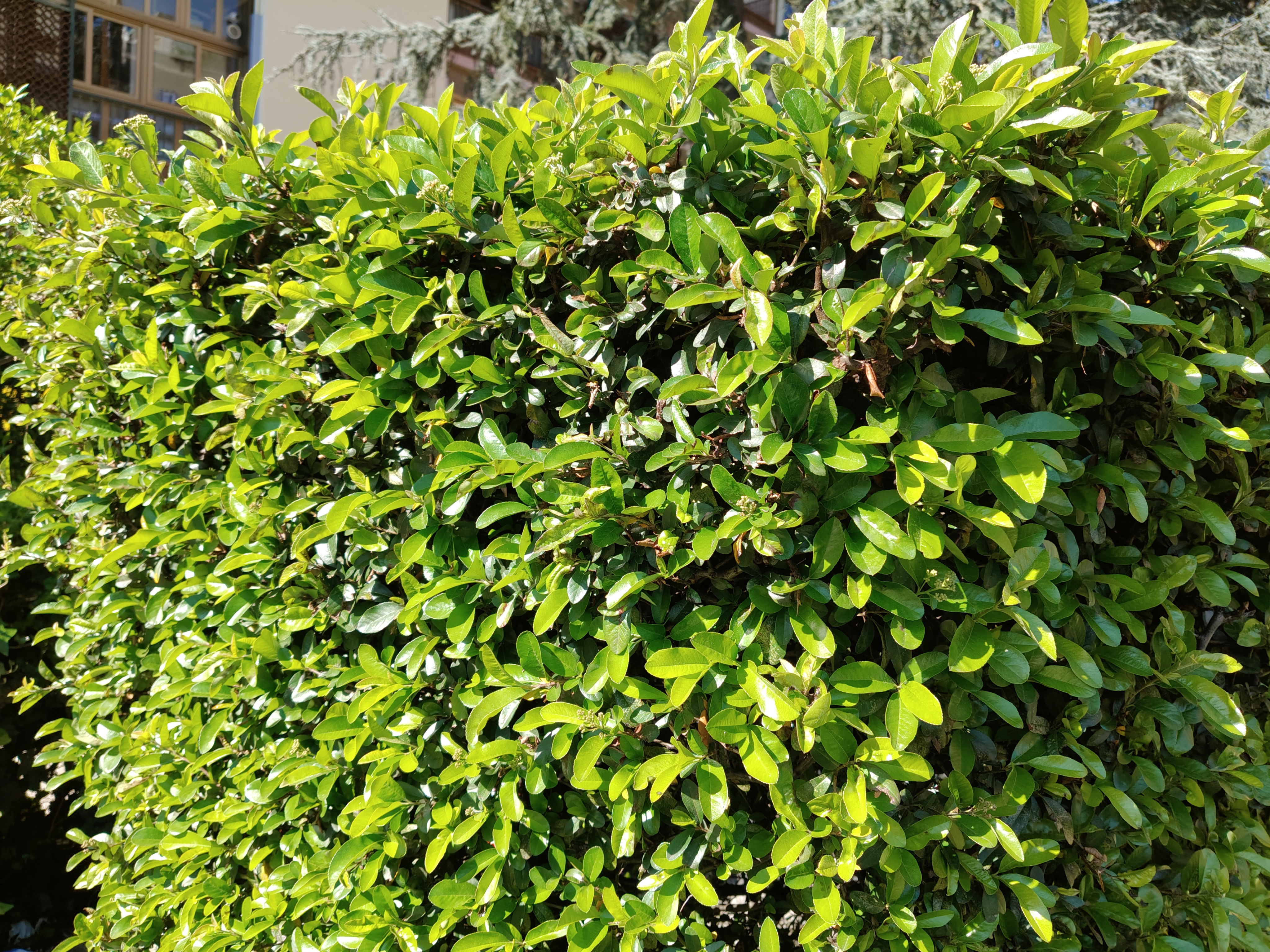 realme recensione Realme 12 Pro - Recensione tecnica comparto fotografico