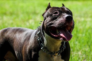 ruba pitbull