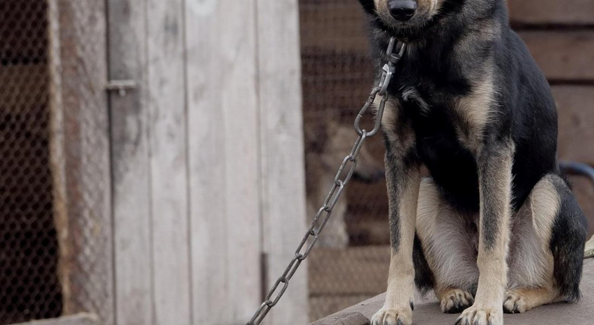 Cani meticci abbandonati a Cassino, proprietario condannato per maltrattamenti Cani meticci abbandonati a Cassino, proprietario condannato per maltrattamenti