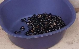 mucuna pruriens