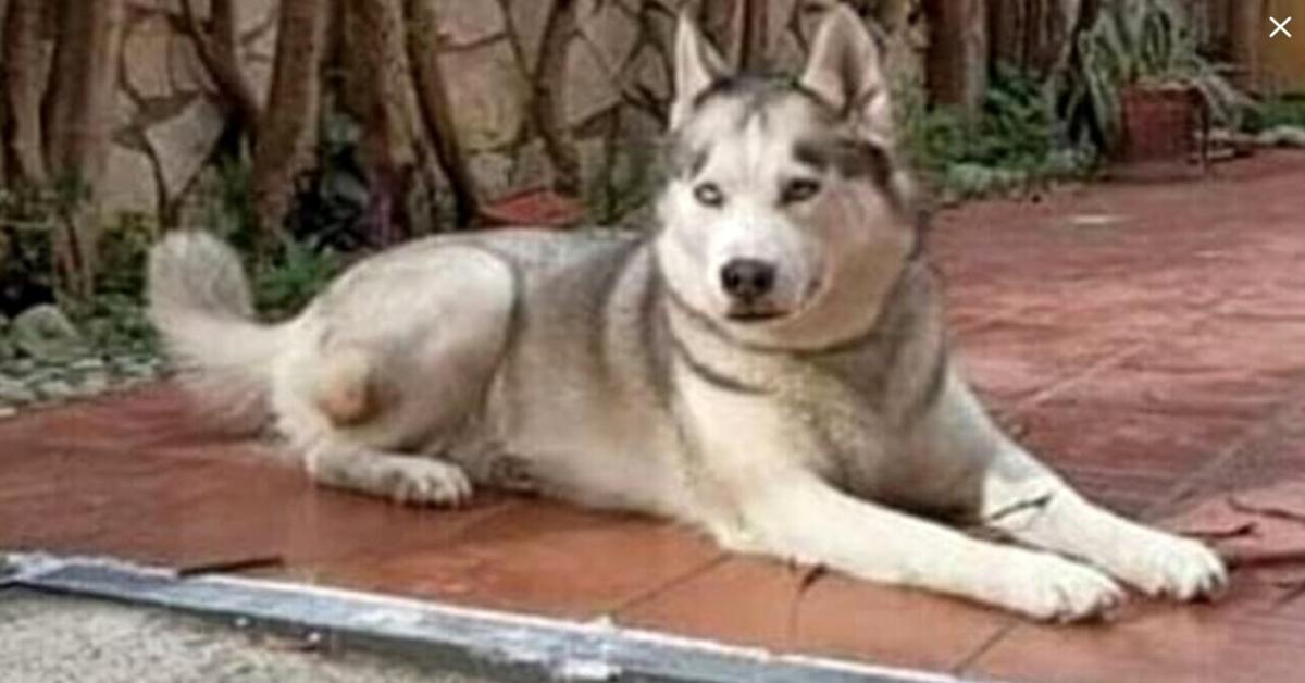 Caserta: Cane Husky vittima di un crudele rapimento lotta per la vita