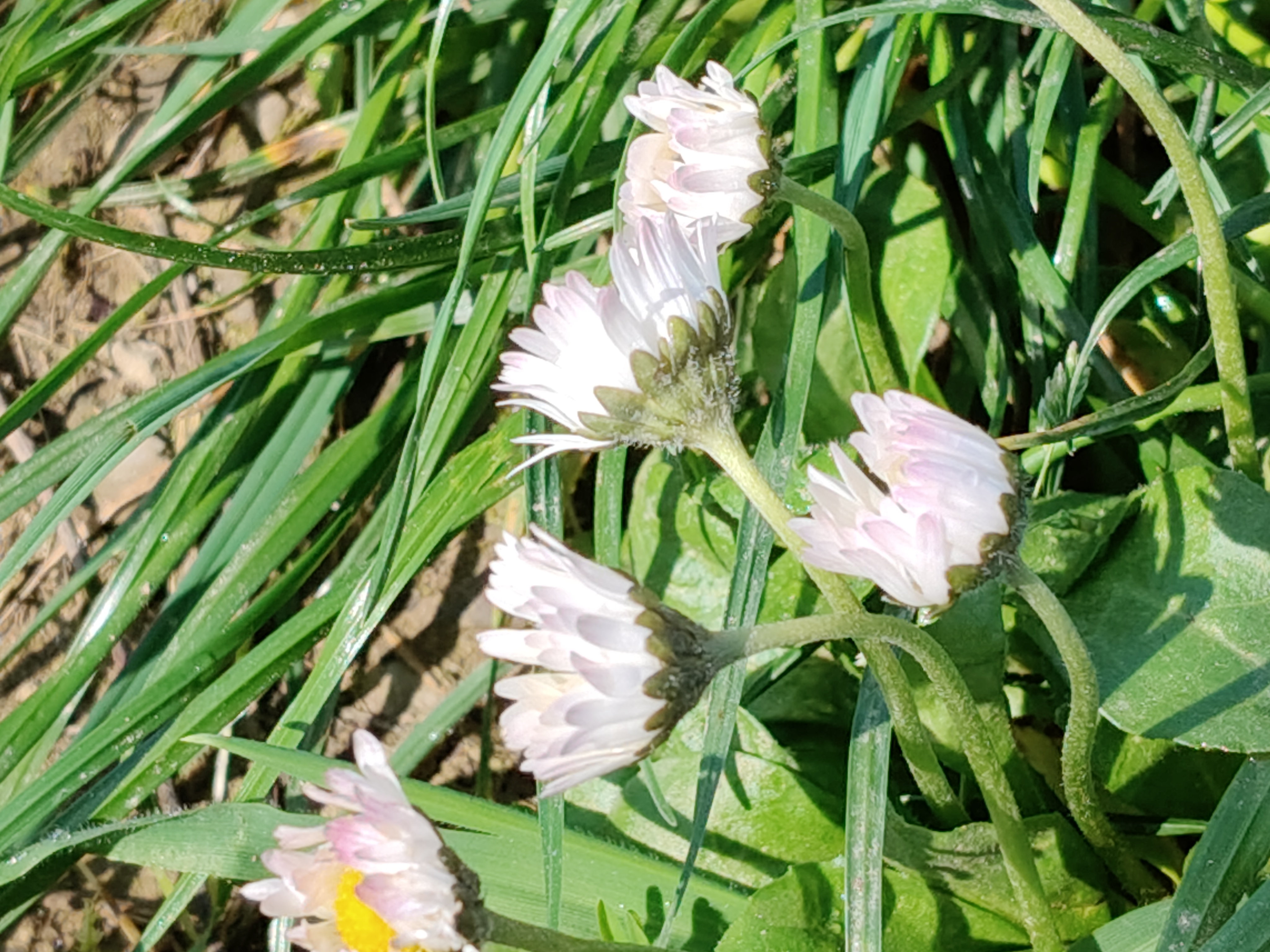 realme recensione Realme 12 Pro - Recensione tecnica comparto fotografico