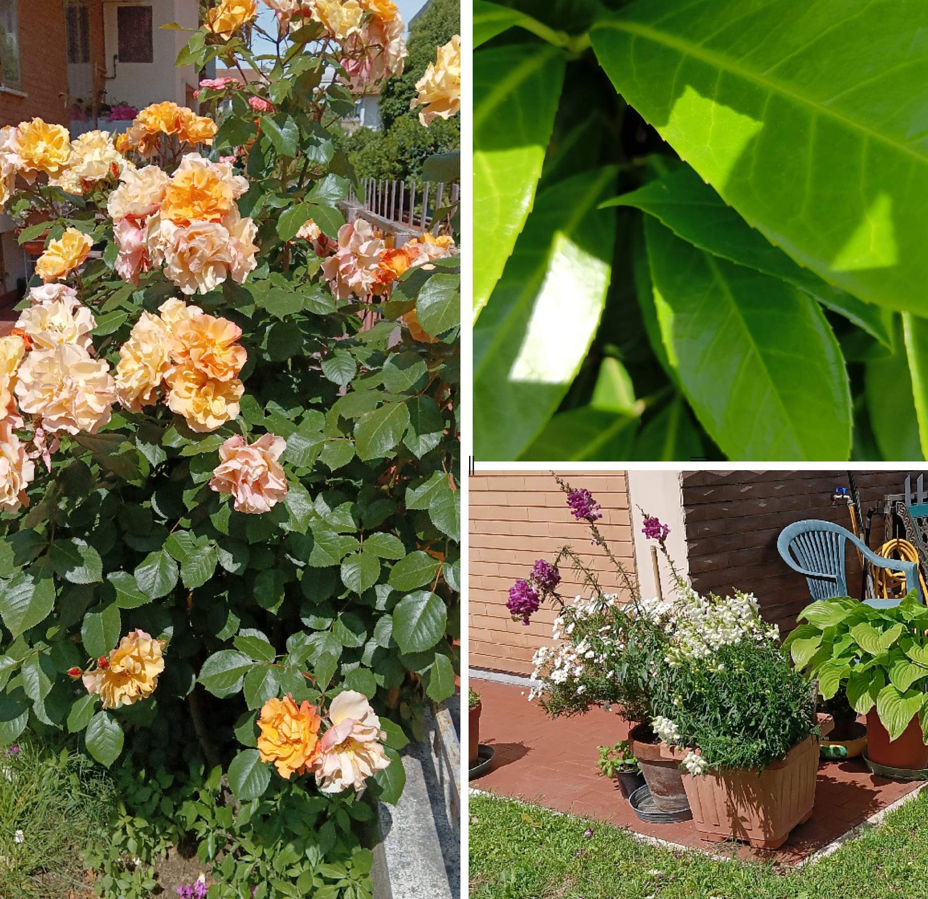 realme recensione Realme 12x 5G Recensione