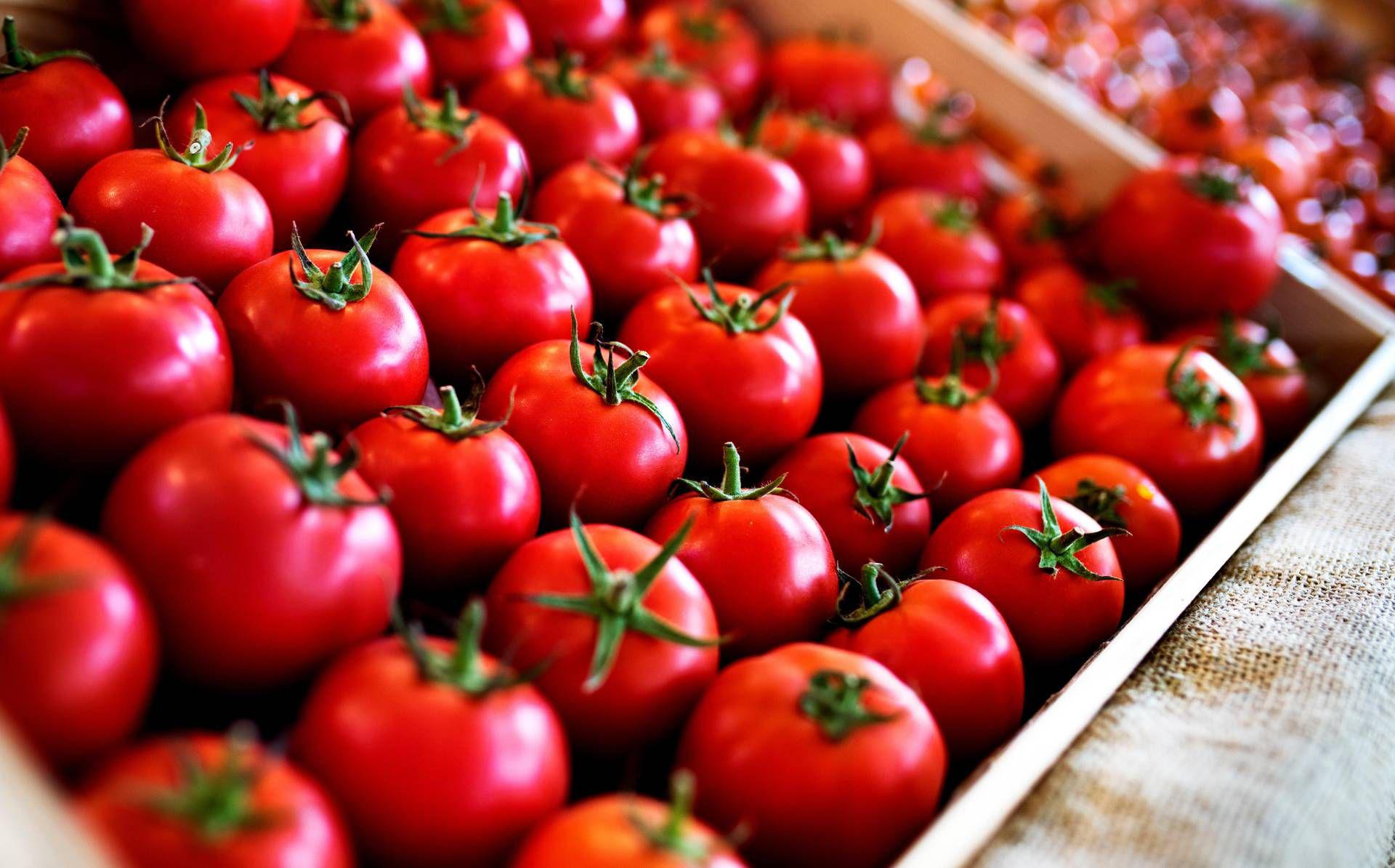 pomodori alle pomodori alle