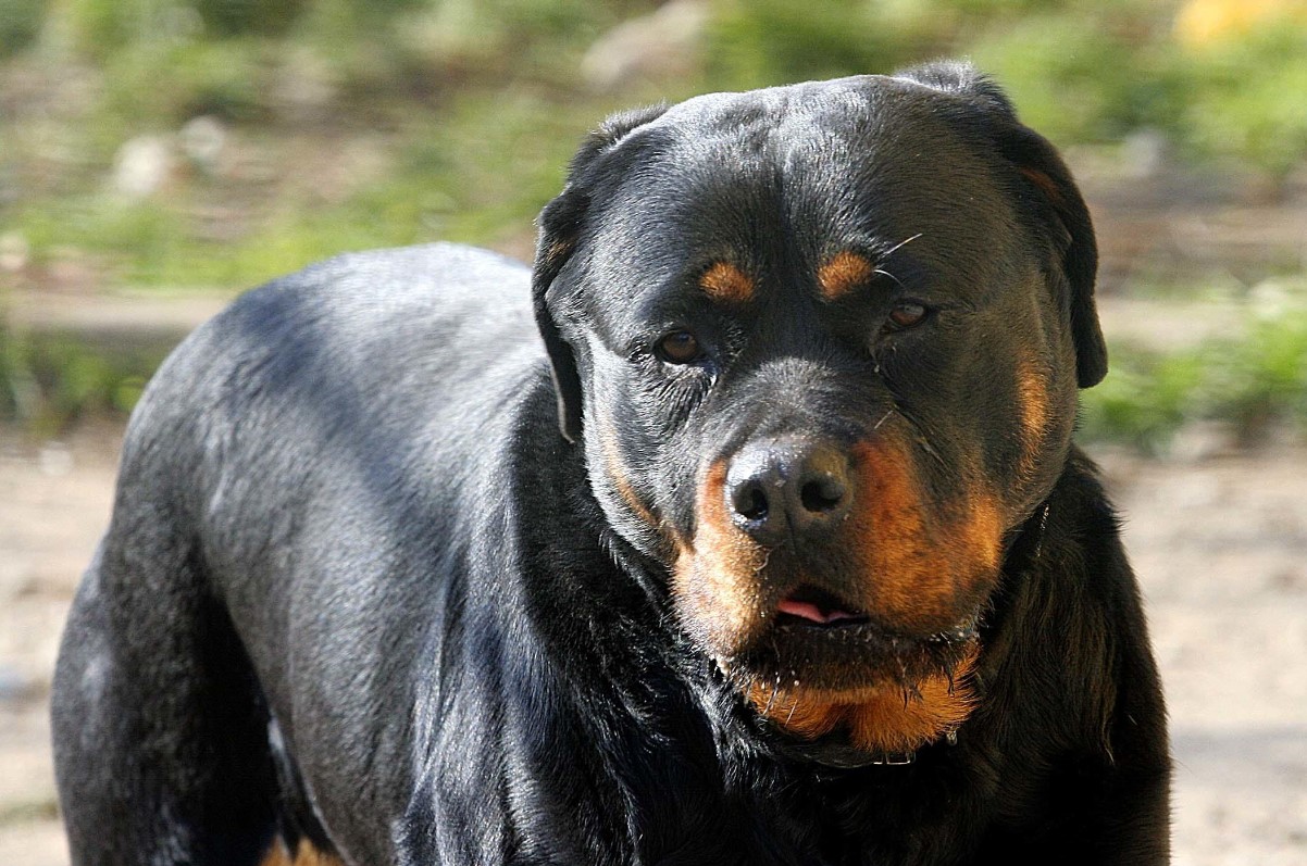 Morto sbranato da rottweiler mentre fa jogging a Roma