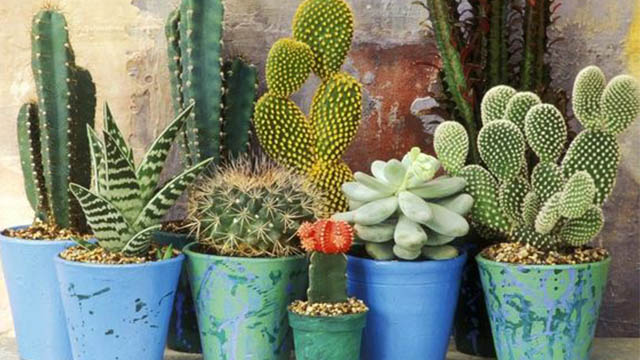 piante grasse piante grasse