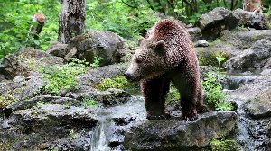 orso ucciso