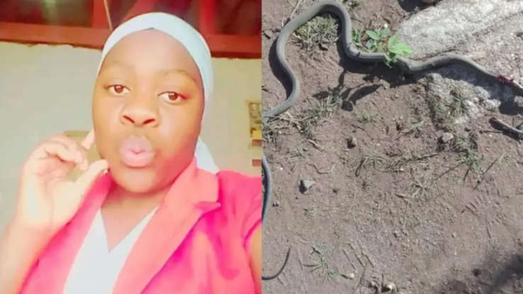 Zimbabwe : studentessa uccisa da un black mamba a scuola