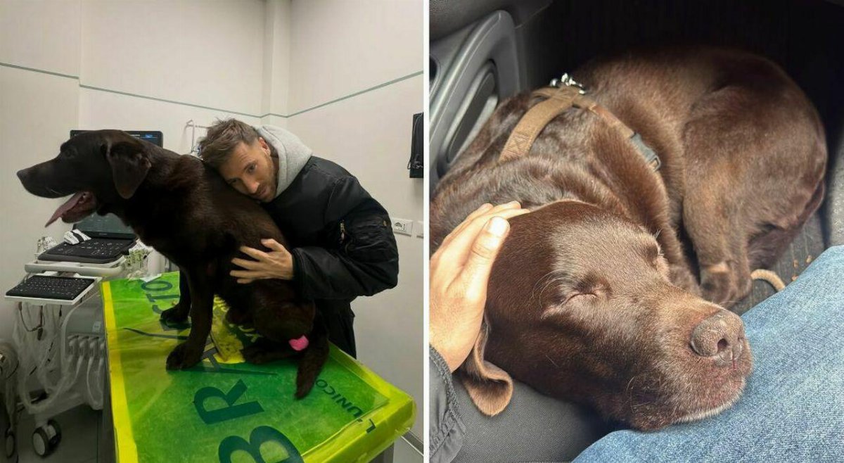 Nicolò De Devitiis chiede aiuto per il cane Dotto: appello sui social dopo giorni di sofferenza Nicolò De Devitiis chiede aiuto per il cane Dotto: appello sui social dopo giorni di sofferenza
