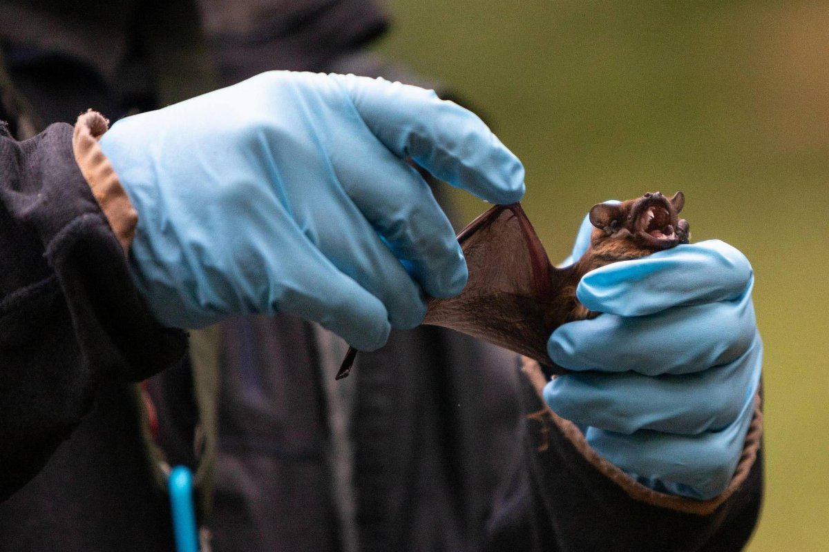 Coronavirus nei pipistrelli e nei suini: lo studio sui rischi di trasmissione negli allevamenti del Nord Italia