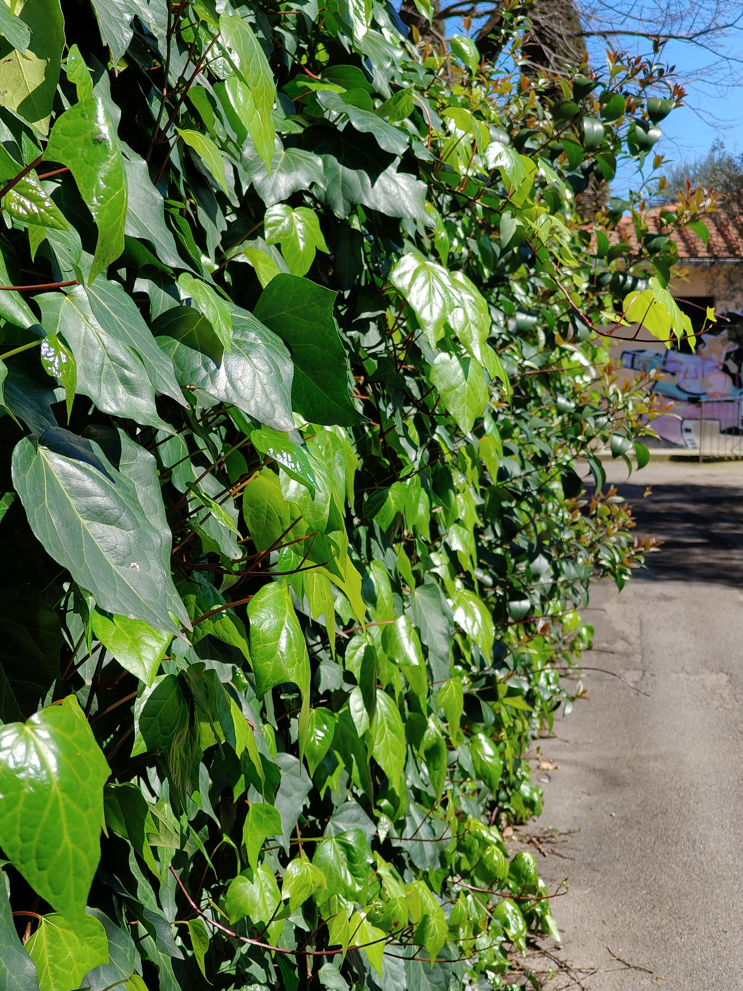 realme recensione Realme 12 Pro - Recensione tecnica comparto fotografico