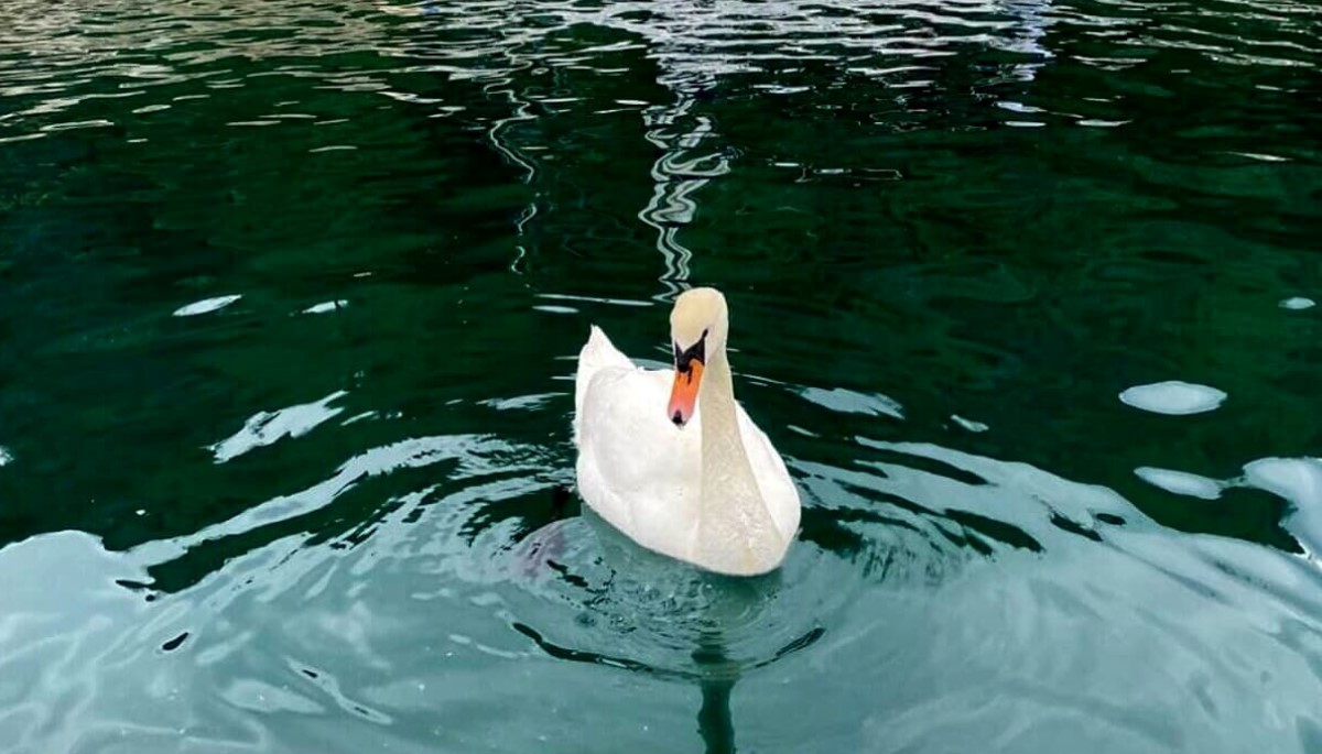 Ritrovamento shock a Grignano, provincia di Trieste : Cigno solitario decapitato