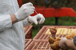 aviaria h5n5