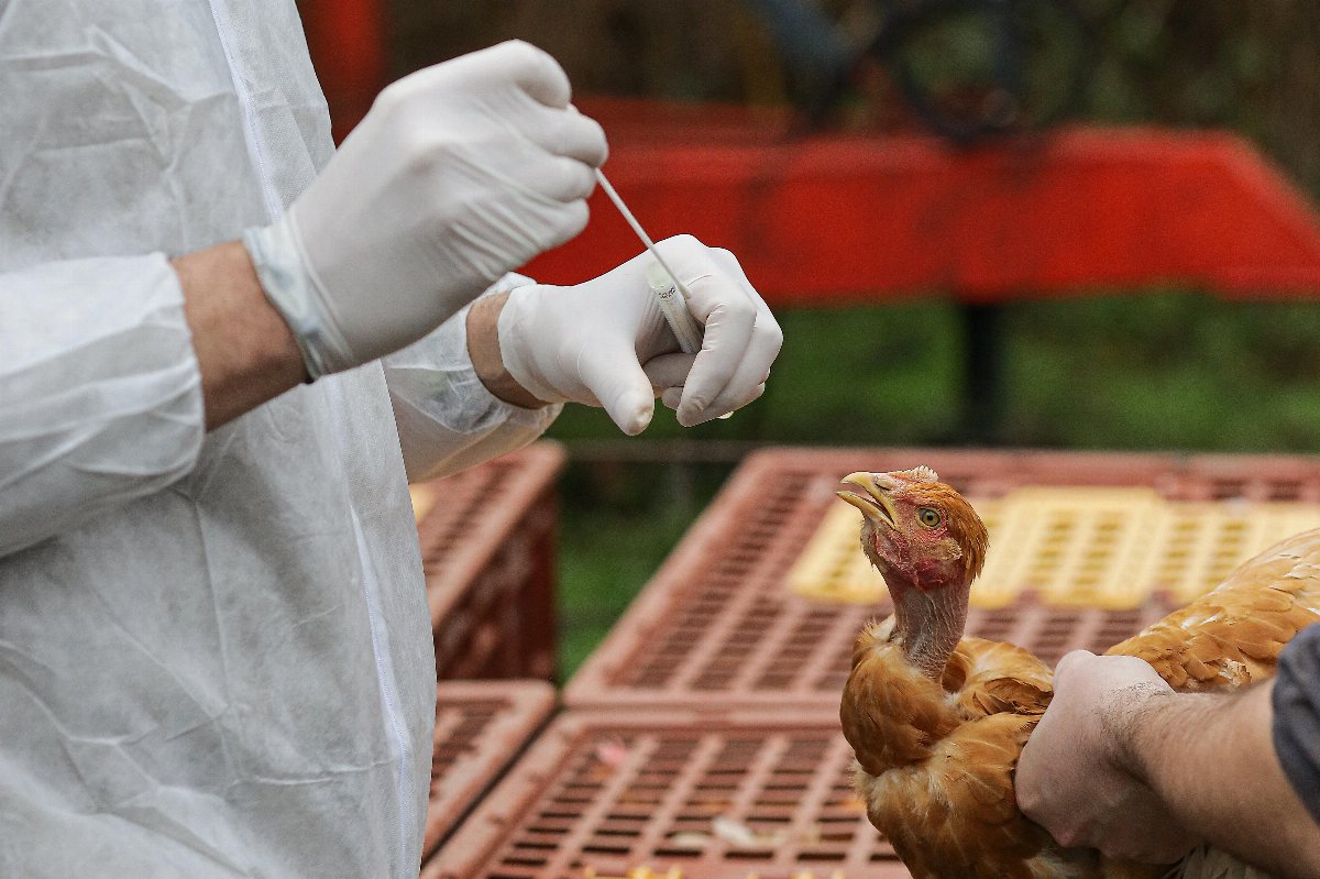 Aviaria H5N5 negli Stati Uniti: identificato il primo caso umano al mondo Aviaria H5N5 negli Stati Uniti: identificato il primo caso umano al mondo