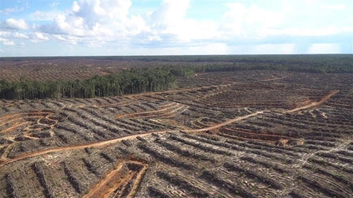 COP26  : Stop alla deforestazione entro il 2030