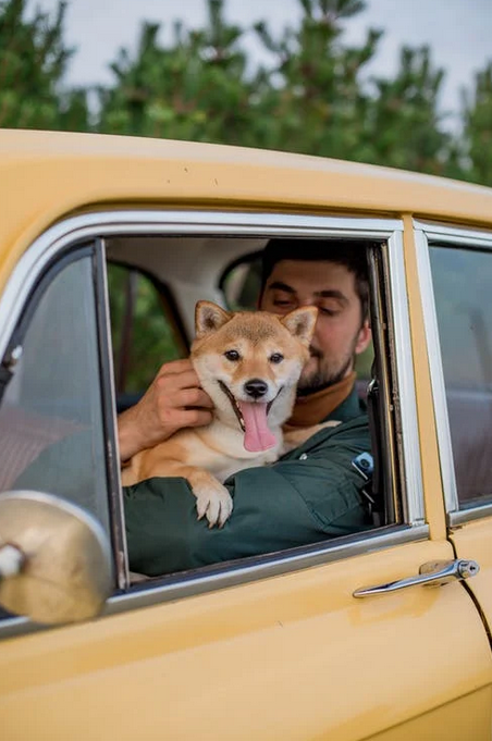 Viaggiare con animali domestici – 3 Consigli utili