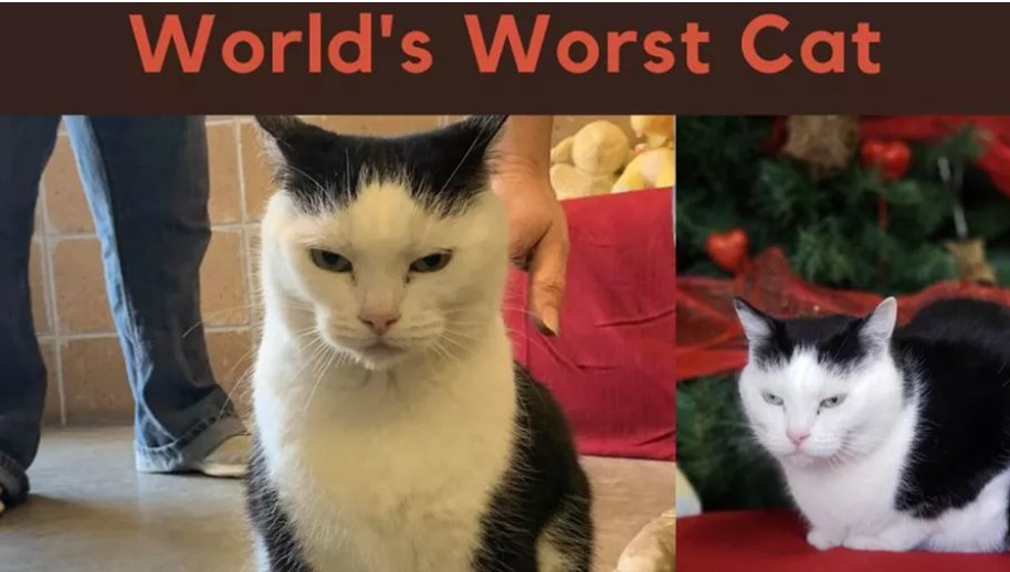 Ecco Perdita, il gatto peggiore del mondo è pronto all’adozione
