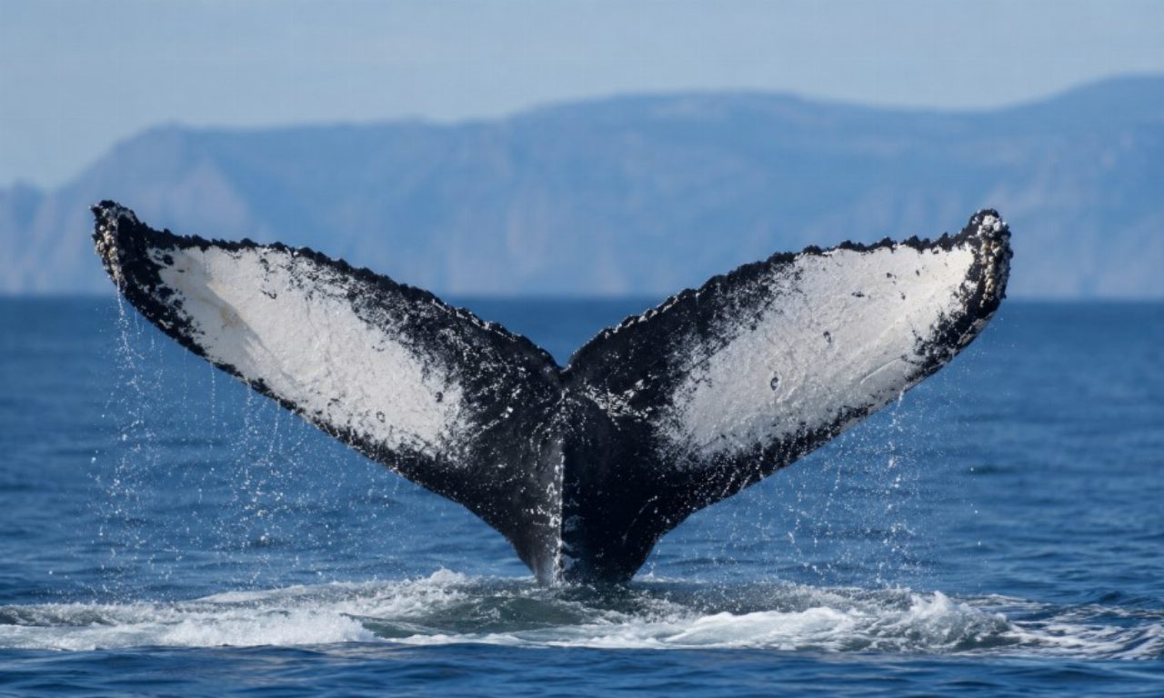Megattere tra Australia e Brasile, scoperti viaggi record di oltre 15mila chilometri