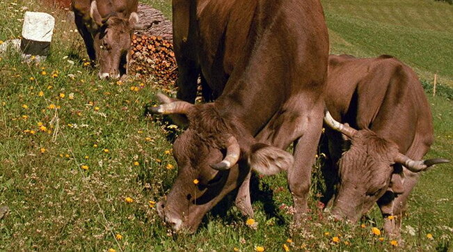 Treviso, Monte Grappa : mucche attaccano famiglia di escursionisti